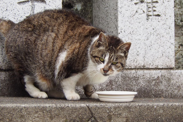 カリカリもしっかり食べる　雫