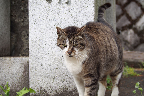 アレはどうなってるにゃ　雫