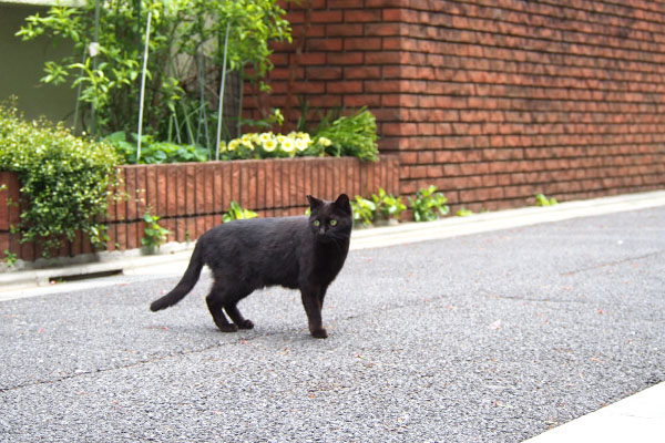 キト　道路を渡る