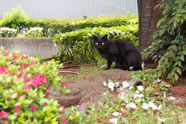 木の根元　キト