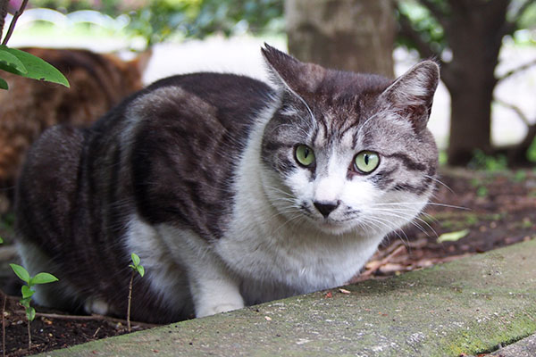 あれは何にゃ？タンタル