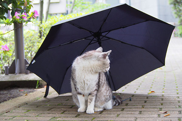 chrom and umbrella