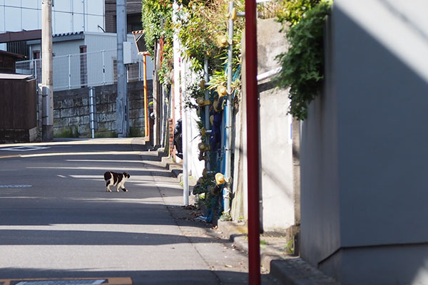 道路を歩く　カル