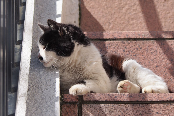 メルを見ているのか　カル