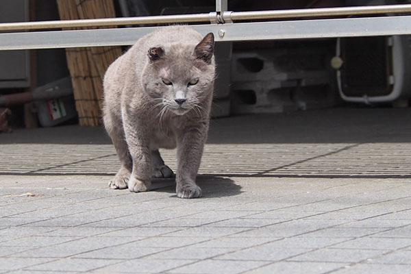 こちらに来ようとした　ロシグレ