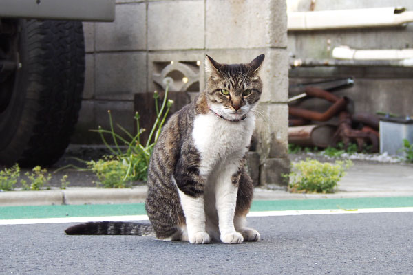 まーいいけどにゃ　リオ