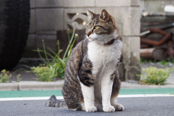 イケニャンになった　リオ