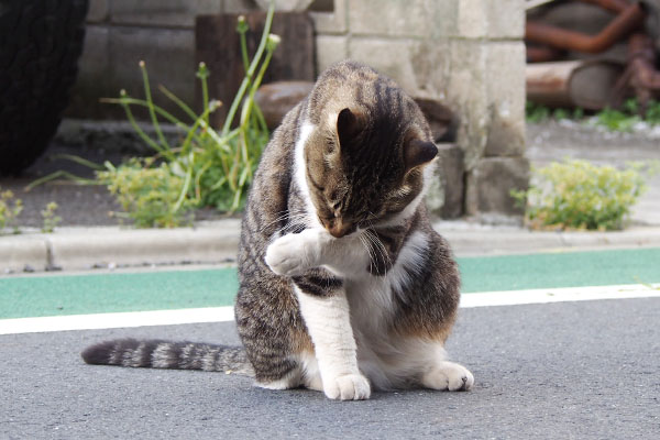 身だしなみを整え中　リオ