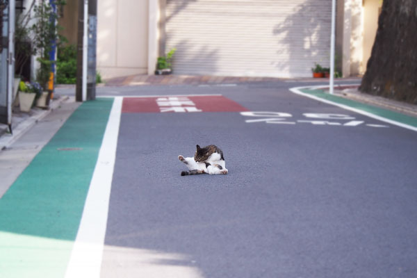 別れて振り向くと道路の真ん中でグルーミング　リオ