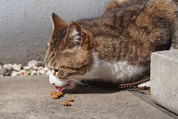 サーヤ　食べる１