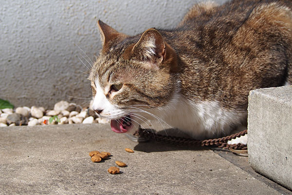 サーヤ　食べる２