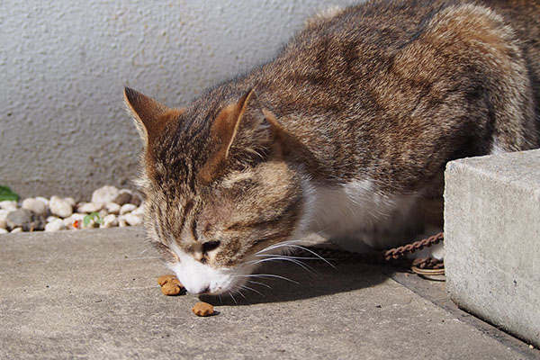 サーヤ　食べる３