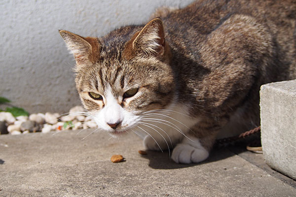 サーヤ　食べる４