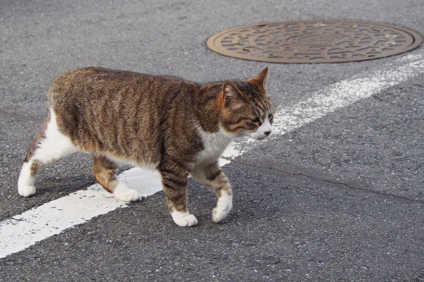 サーヤ　道路を渡って反対側に