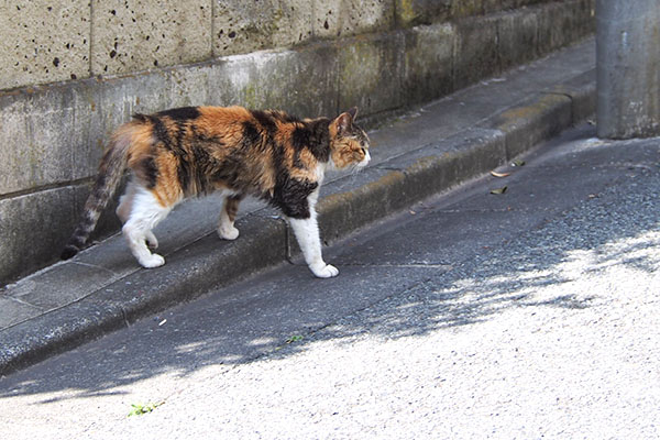 オトワ　向かう方を見る