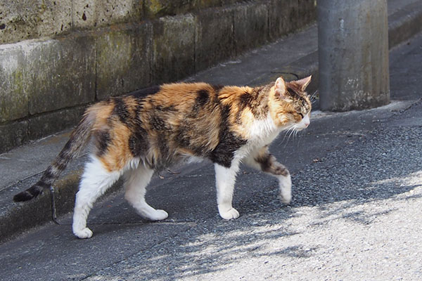 オトワ　歩き出す