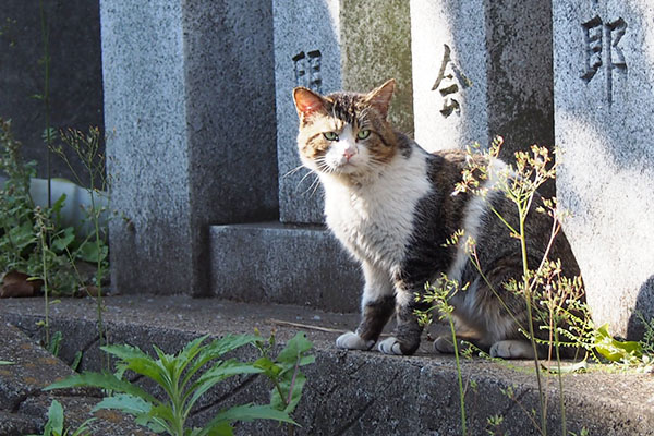 レオ太　参道脇　日差し顔