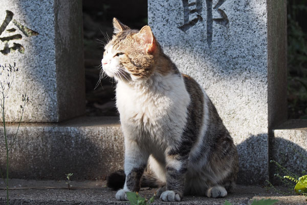 レオ太　プイっとする