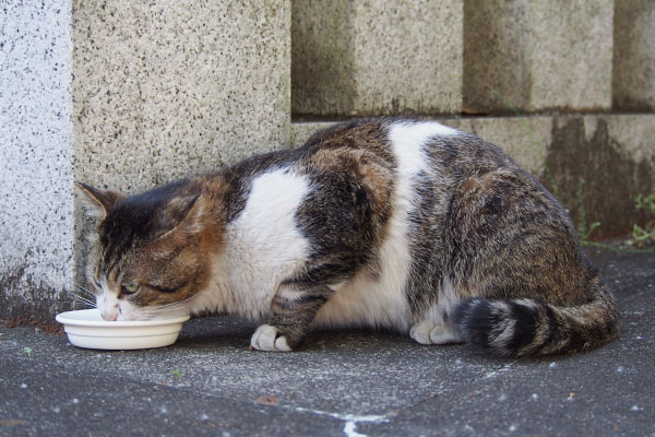 レオ太　食べる　体大きい