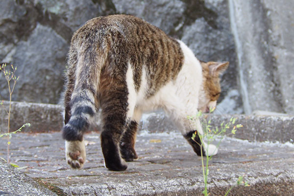 レオ太　食べ終わり移動