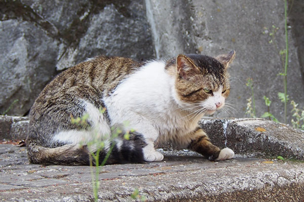 レオ太　どっこらしょ