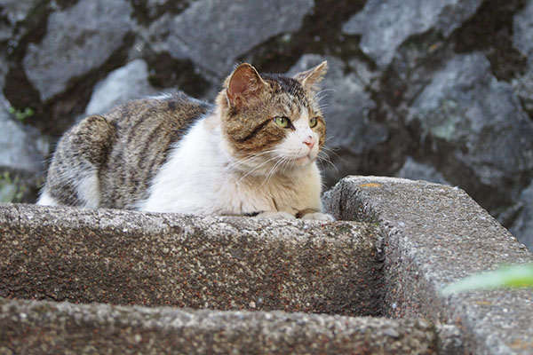 レオ太　猫ボラさんを待つ