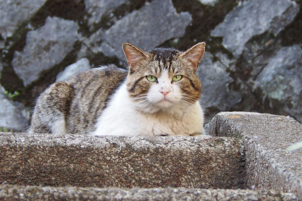 レオ太　こっち見る