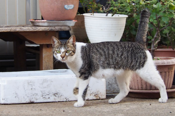 コーちゃん　見ながら歩く