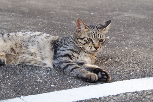 シマヲ　ころんしてた