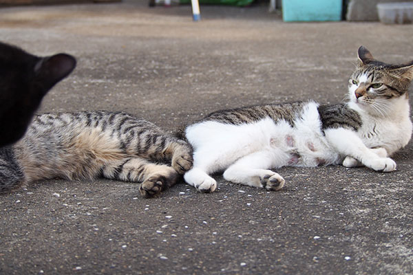 ちびっとモノ太の頭とシマヲにくっつくコーちゃん