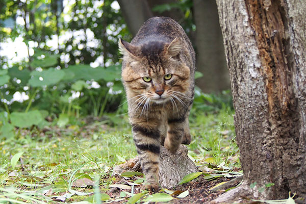 近くへ来る　トッキー