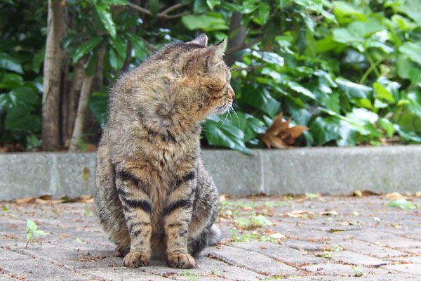 コルレが気になる　トッキー