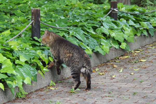 トッキー　どこ行くん