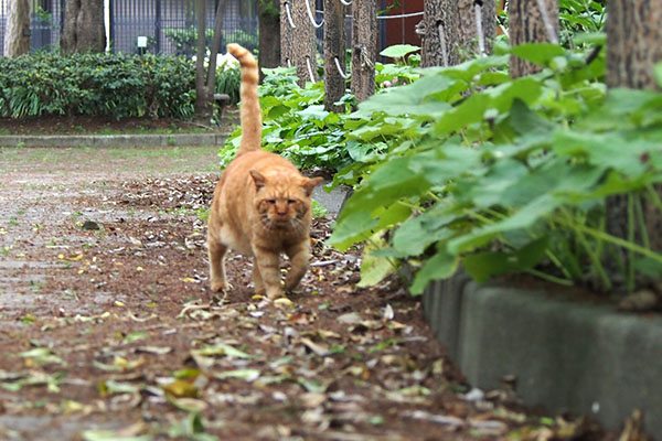 コルレ　接近中　右に寄る