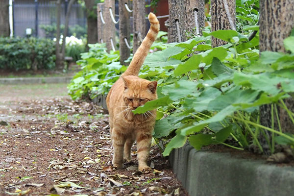 コルレ　接近中　トッキーを見つけた