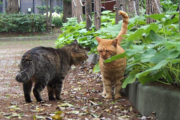 しつこいトッキーとちーんなコルレ