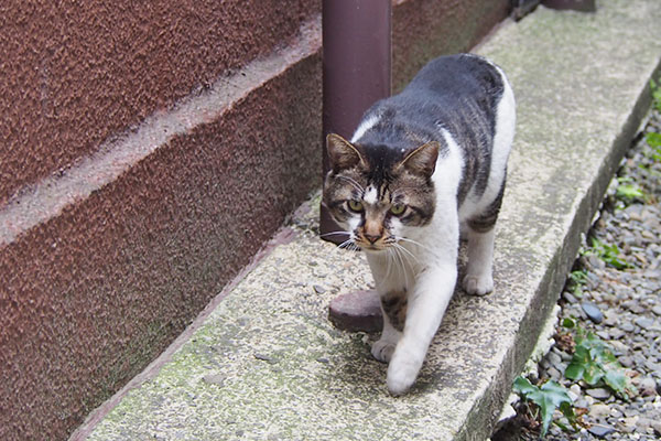 オンブレ　細道　ラスト