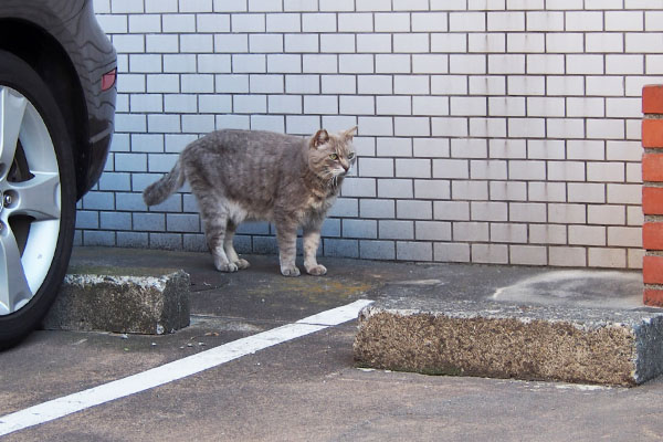 グリ　出て来たとこ