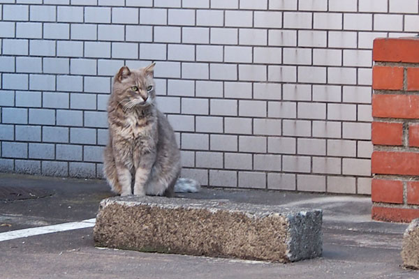 グリ　右をチラチラ見てる