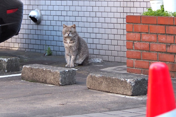 グリ　こっち見たまま