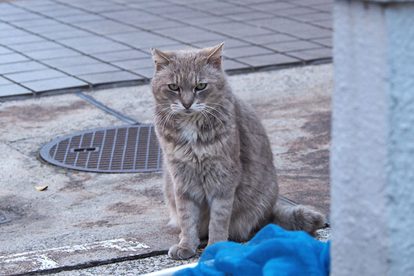 グリ　お座りして見てくる