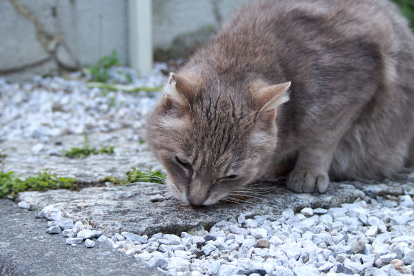 グリ　うまうま