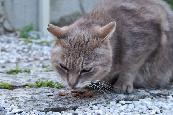 グリ　食べる