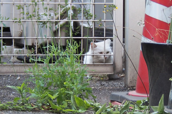 うさぎ　見にゃいように