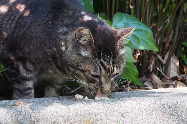 ちゅ～るを食べてるコイキー