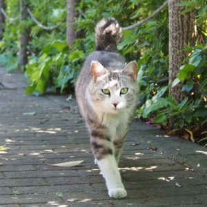 クロム しっぽを立てる
