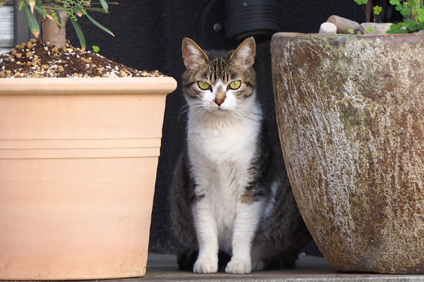 sakura sitted between plantpot