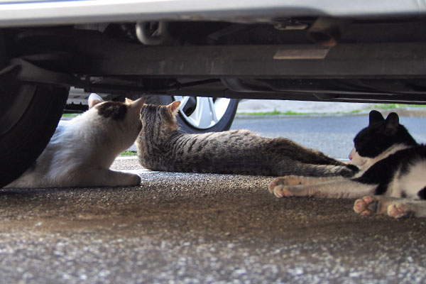 さくらの子供達が車の下からさくらを見ていた