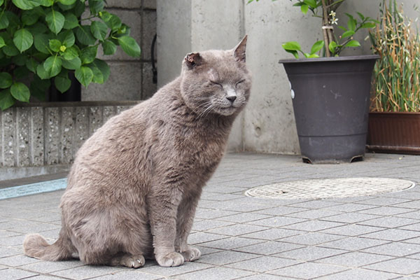 ロシグレ君　ニヒッ