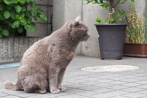 ロシグレ君　あっちに行くにゃ